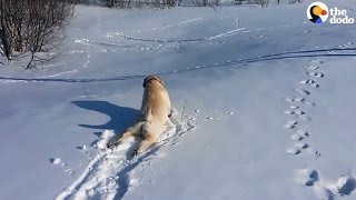 Lab Wont Stop Sliding Down Snowy Hill [upl. by Hellah]