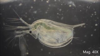 Daphnia magna under the Microscope [upl. by Acisseg691]