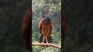 🦅⁶•¹◇¹ Great Curassow Crax rubra in Family Cracidae  Female Rufous Morph curassow nature [upl. by Dill683]