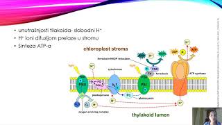Fotosinteza [upl. by Ennyroc]