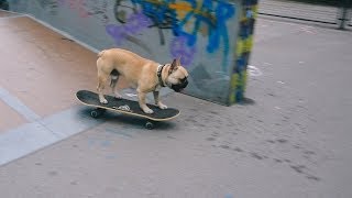 French bulldog skateboarding [upl. by Nunci]