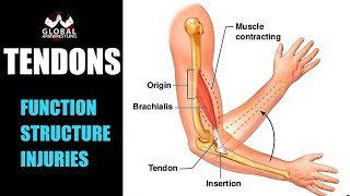 TENDON STRUCTURE AND FUNCTION What are the tendons and what they do [upl. by Hancock63]