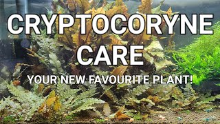 Cryptocoryne Care Guide  Crypt Melt Planting Trimming And Propagating Your Crypts [upl. by Haleak478]