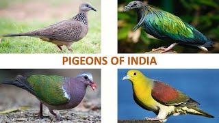 Pigeons of India 🕊️ 🇮🇳  Dove  Indian Birds [upl. by Leonor]