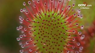 Drosera A magical plant that hunts insects CCTV English [upl. by Pineda]