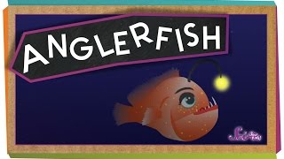 All About Anglerfish [upl. by Toback]