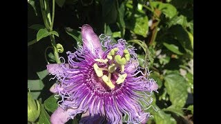 Passion Flower Identification Tincture amp Tea Preparation [upl. by Abshier]