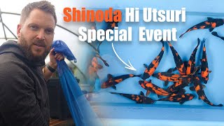 Own a Shinoda Hi Utsuri Grown at Koi Wholesale – Limited Release [upl. by Lynde]