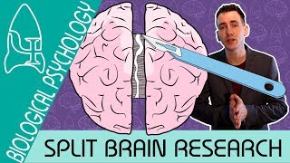 Split Brain Research  Biological Psychology  Biological Psychology AQA ALevel [upl. by Nyloc]