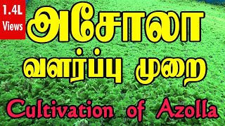 Azolla cultivation  அசோலா வளர்ப்பு முறை  How to grow Azolla  Beginners guide [upl. by Selegna]