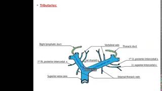 Veins of the Thorax  Dr Ahmed Farid [upl. by Legyn]