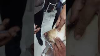 how to flush the nasolacrimal duct in dogs part 2 [upl. by Japheth]