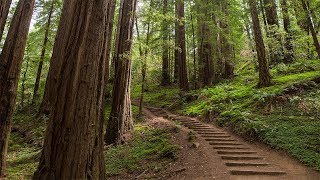 Muir Woods Giant Redwoods and Sausalito HalfDay Trip [upl. by Aderfla244]