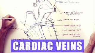 Cardiac Veins  Anatomy tutorial [upl. by Negeam]