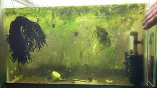 Scuds Daphnia Cherry Shrimp Copepods My aquatic food culture [upl. by Hoye]