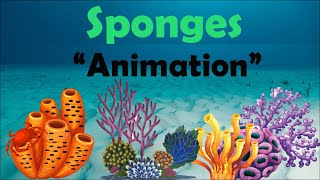 SPONGES  Biology Animation [upl. by Fedora]