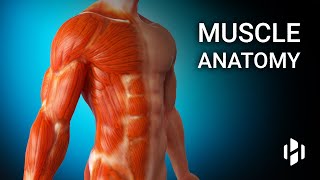 Anatomy of Human Muscles [upl. by Idnak]