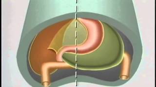 Embryological Development of GastroIntestinal Tract  ACLAND [upl. by Hoag]