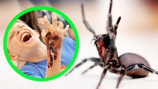 THE MOST DANGEROUS SPIDERS IN AUSTRALIA TOP 10 [upl. by Ahseined]