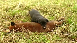 Fox hunting with terriers  Fox digging and predator control  Ultimate Hunting [upl. by Mert999]