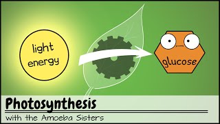 Photosynthesis UPDATED [upl. by Rodnas]