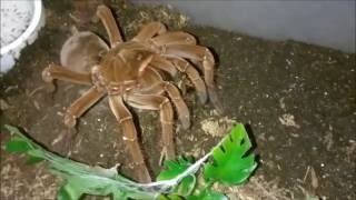 Theraphosa stirmi Burgundy Goliath Bird Eater Eating a Fat Roach [upl. by Carbone637]