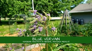 Lets Learn About Blue Vervain Verbena hastata [upl. by Yromem]