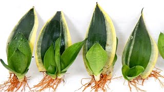 How to Grow and Care Sansevieria Trifasciata from Leaf Cutting [upl. by Brandie]