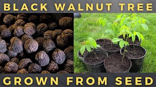 How To Grow Black Walnut Tree From Seed [upl. by Tartaglia]