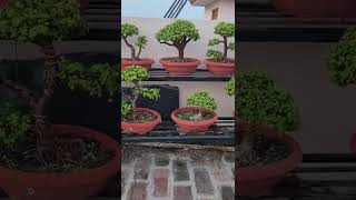 Jade plant fertilizer Dwarfjade portulacariaafra minijade shorts trending evergreenplant [upl. by Stahl991]