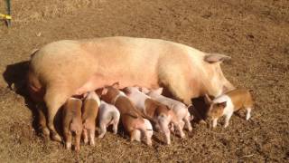 Cute baby piglets nursing [upl. by Anaitsirc338]