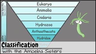 Classification [upl. by Goldina]