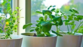 10 Herbs You Can Grow Indoors on Kitchen Counter [upl. by Rickie]