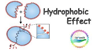 Hydrophobic effect [upl. by Tamera176]