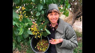 Pistachio Growing pistachio trees and harvesting your crop in Melbourne [upl. by Dacy]