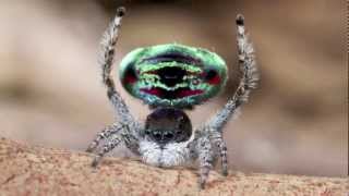 Peacock Spider 5 Maratus sarahae [upl. by Blaise]