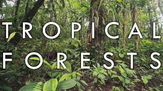 Tropical Rainforest and Tropical Seasonal Forest  Biomes1 [upl. by Westhead]