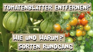 Wie man Tomatenblätter richtig entfernt  und warum [upl. by Ayotl]