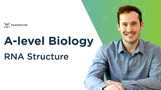 RNA Structure  Alevel Biology  OCR AQA Edexcel [upl. by Desiree]