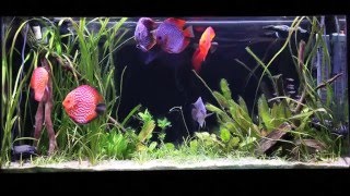 How to Set Up a Discus Aquarium Filtration Water Chemistry and More [upl. by Fielding134]