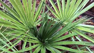 The European Fan Palm  Chamaerops humilis [upl. by Sarette67]