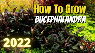 How to Grow Bucephalandra in 2022 [upl. by Moseley]