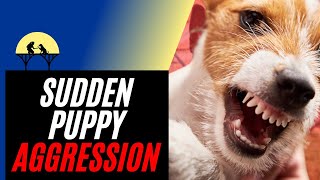 Sudden Puppy Aggression amp How to Stop It tutorial [upl. by Dinerman]