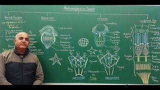 PHOTORECEPTORS IN INSECT [upl. by Ynagoham91]