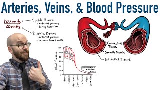 Arteries Veins and Blood Pressure [upl. by Elletnuahc981]