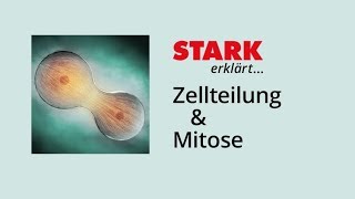 Zellzyklus und Mitose  STARK erklärt [upl. by Reneta]