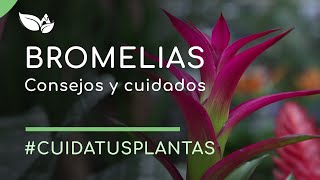 Bromelias consejos y cuidados [upl. by Bascio546]