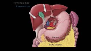 Peritoneum tutorial [upl. by Attelahs]