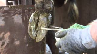 KZN farmer demonstrates cattle dipping process [upl. by Sauder539]