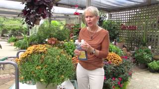 How To Trim Your Fall Chrysanthemums For A Second Bloom [upl. by Aleen]